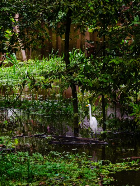 Great egret among lush greenery in the wetlands of Leticia, Amazonas, Colombia, reflecting in the calm water.