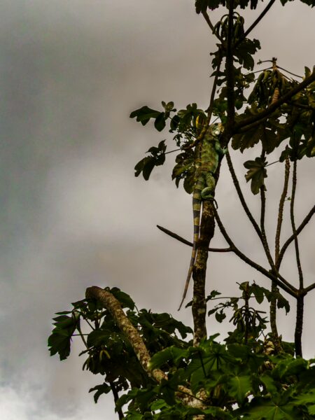 Green iguana resting on tree branches against a cloudy sky in Leticia, Amazonas, Colombia, surrounded by lush foliage.