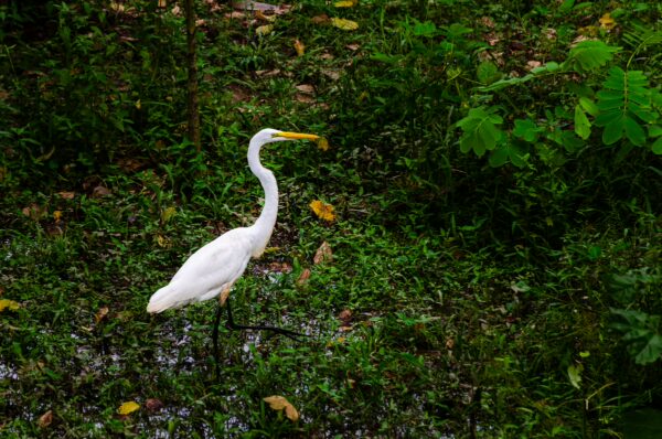 Great egret stands gracefully in lush greenery, showcasing its striking white feathers against the vibrant foliage of Leticia, Amazonas, Colombia.