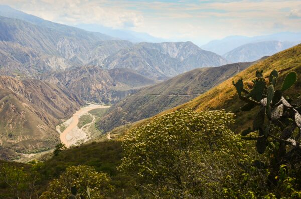 Chicamocha Canyon landscape with a river winding through dry mountain slopes and cactus in the foreground