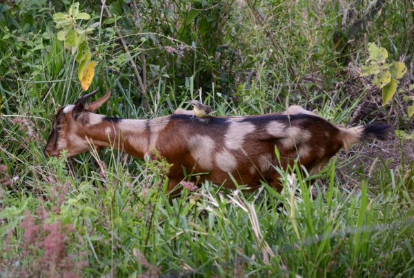 A spotted goat wanders through the lush greenery of Chicamocha Canyon in Santander, Colombia.