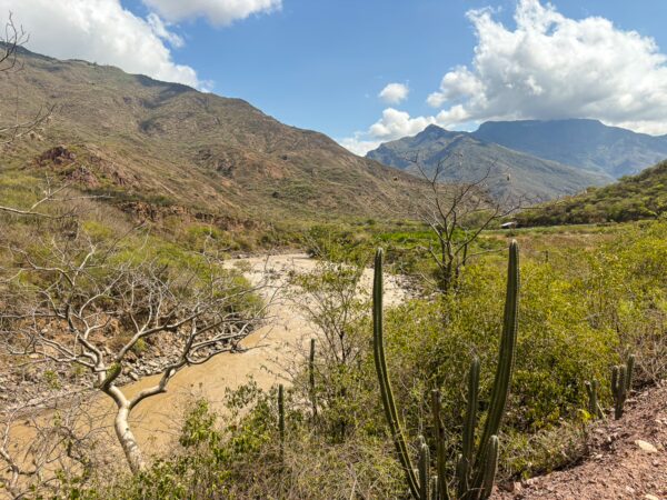 Chicamocha Canyon's rugged terrain features green hills, a winding river, and cacti under a bright blue sky with fluffy clouds.