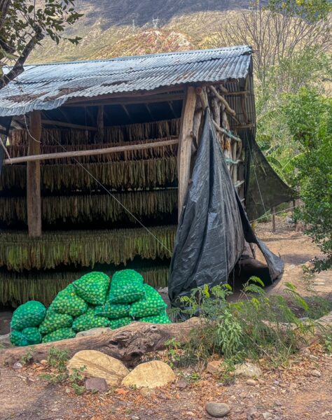 Traditional storage shed in Chicamocha Canyon, Colombia, featuring hanging produce and vibrant green sacks beside a rocky path.