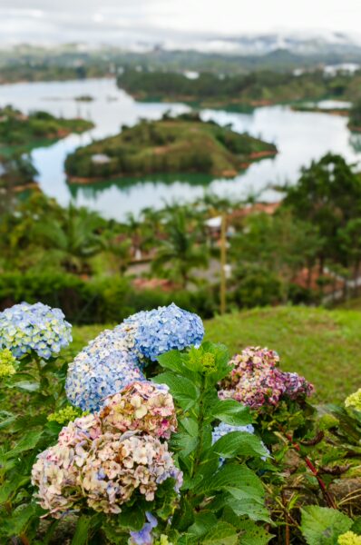 Vibrant hydrangeas in shades of blue and pink foreground the scenic landscape of El Peñol Rock and Guatapé reservoir in Antioquia, Colombia.
