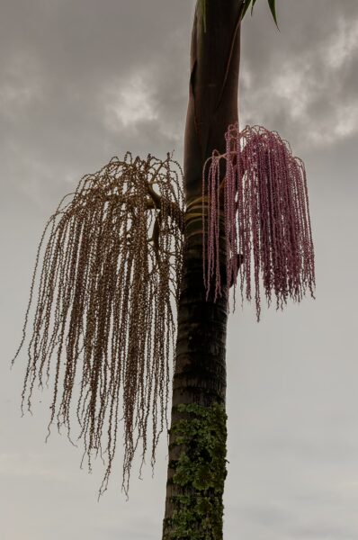 El Peñol Rock, Guatapé, Antioquia, Colombia features two striking hanging plants with delicate, cascading tendrils against a gray sky.