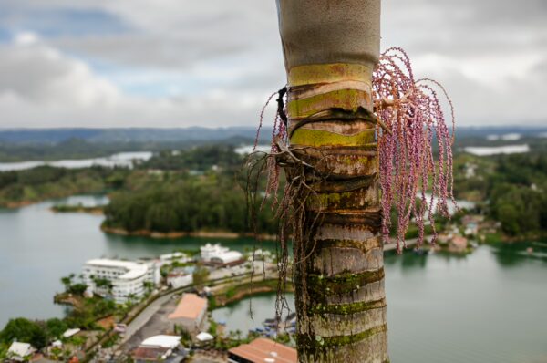 El Peñol Rock, Guatapé, Antioquia, Colombia features a vibrant view of a palm tree with delicate flowers overlooking a scenic lake and town.