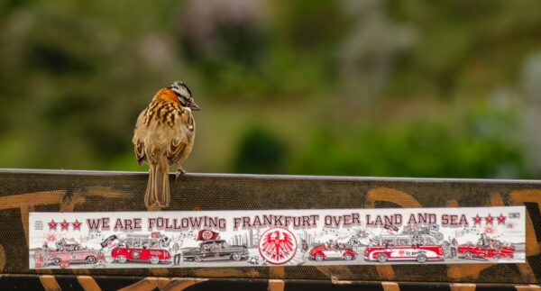 A sparrow perched on a sign in Guatapé, Antioquia, with a colorful graphic stating “We Are Following Frankfurt Over Land and Sea.”