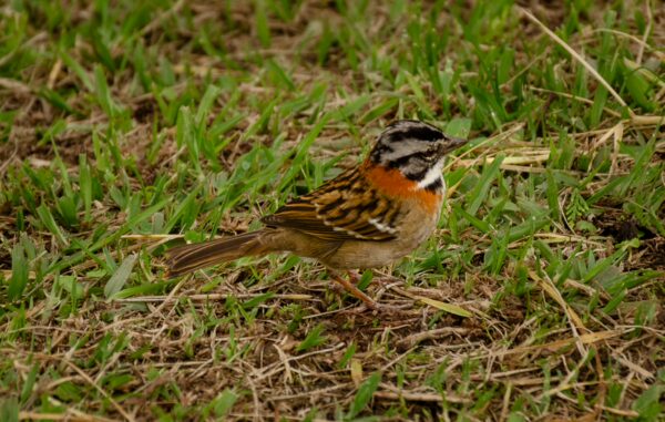 Colorful bird with distinct stripes and orange throat perched on green grass in Guatapé, Antioquia, Colombia.