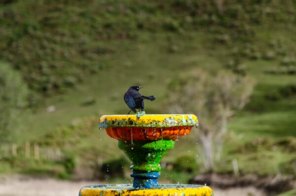 A colorful fountain in Guatapé, Colombia, with a bird perched on top amidst lush green hills in the background.