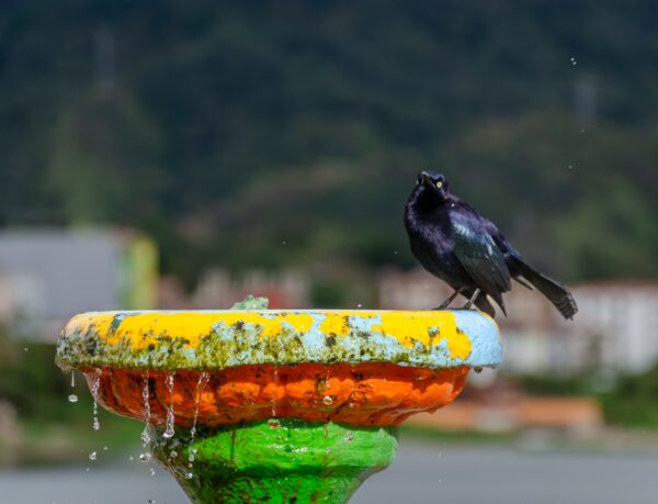 A vibrant black bird splashes in a colorful fountain, with lush green hills and Guatapé's colorful buildings in the background.