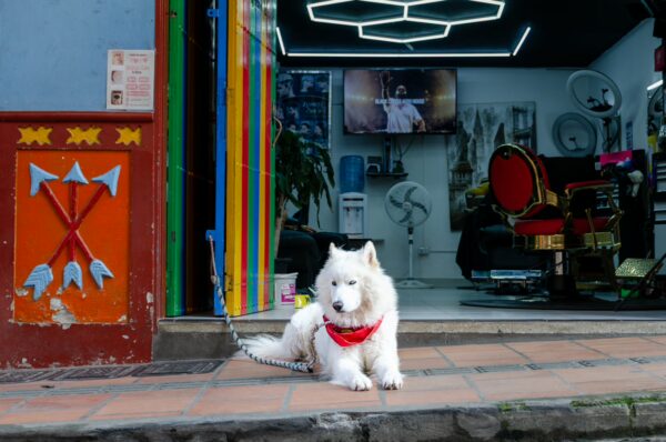 White samoyed dog wearing a red bandana sits outside a colorful barber shop in Guatapé