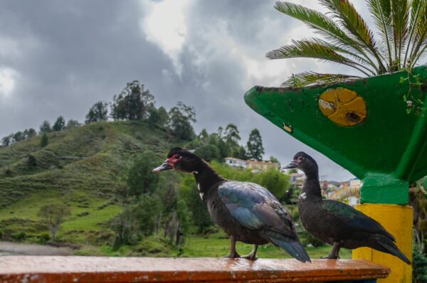 Two ducks stand near a brightly painted fountain in Guatapé, Colombia, with lush green hills and cloudy skies in the background.
