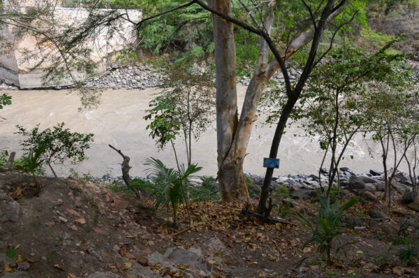 Lush greenery along the riverbank in Santander, Colombia, featuring trees and underbrush next to a flowing river.