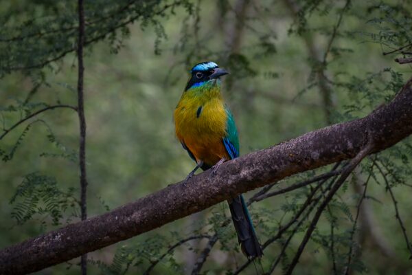 Blue-crowned motmot perched on a branch in wooded surroundings