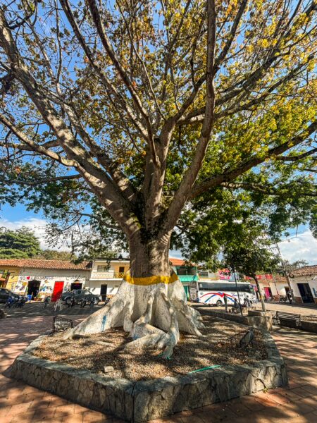 Large shade tree in the square of Los Santos, with buildings and a bus behind it
