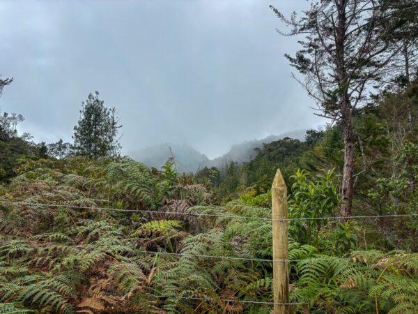 Foggy hills and lush greenery surround the Mirador San José in Guatapé, Antioquia, Colombia, with vibrant ferns in the foreground.