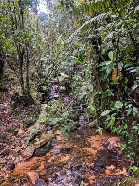 Lush green foliage lines a small stream in the misty, tropical forest near Mirador San José, Guatapé, Antioquia, Colombia.