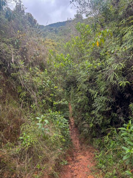 Lush greenery lines the narrow path leading to Mirador San José in Guatapé, Antioquia, Colombia, showcasing vibrant plant life.