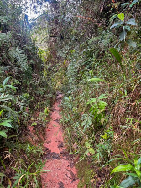 Lush greenery along a narrow dirt path in the Mirador San José area of Guatapé, Antioquia, Colombia, showcasing vibrant plant life.
