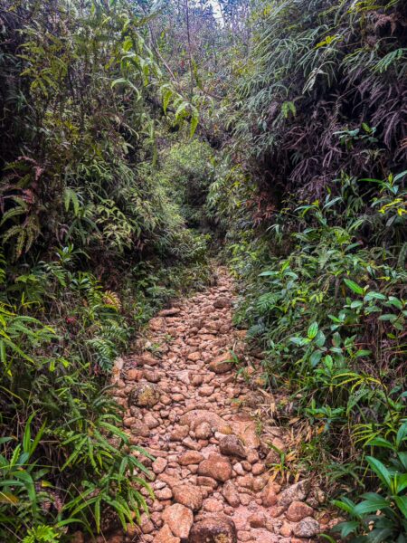 Rocky path through lush greenery leading to Mirador San José in Guatapé, Antioquia, Colombia. Vibrant plant life surrounds the trail.