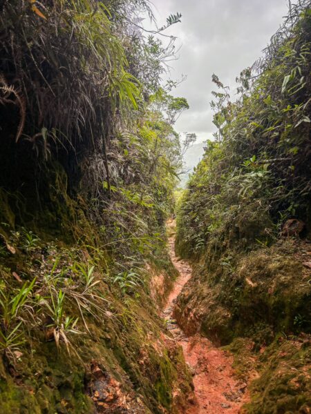 Lush green vegetation lines a path through a narrow gorge at Mirador San José, Guatapé, Antioquia, Colombia.