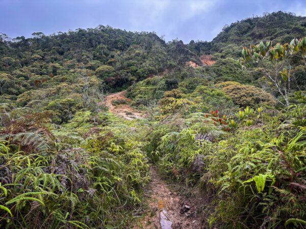 Lush greenery and winding trails at Mirador San José, Guatapé, Antioquia, Colombia, with dense vegetation and rolling hills.
