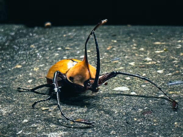 Golofa porteri beetle with vibrant yellow exoskeleton crawls on a dark surface in Murillo, Tolima, Colombia.