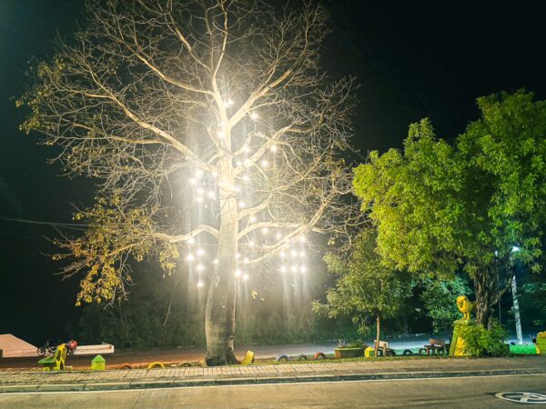 A lit tree with hanging lights contrasts against lush greenery at night in Tolima, Colombia, creating a vibrant atmosphere.
