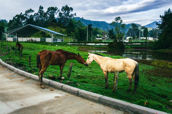 Two horses interact peacefully on a green field near a pond in Murillo, Tolima, Colombia, with mountains in the background.