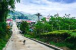 Quiet street scene in Murillo, Tolima, Colombia, featuring lush greenery, a dog walking along the road, and distant mountains.