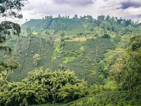 Lush green coffee plantations and rolling hills under a cloudy sky in Líbano, Tolima, Colombia.