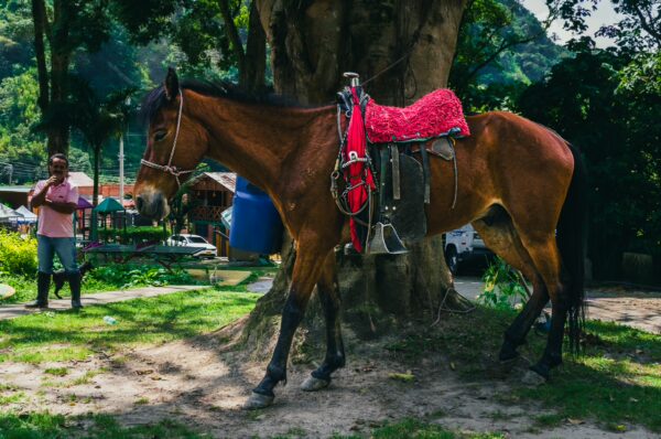 Brown horse with a vibrant pink saddle stands near a large tree, set in the lush greenery of Villa Restrepo, Tolima, Colombia.