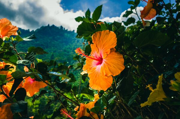 Vibrant orange hibiscus flowers bloom against a lush green backdrop in Villa Restrepo, Tolima, Colombia, under a bright blue sky.