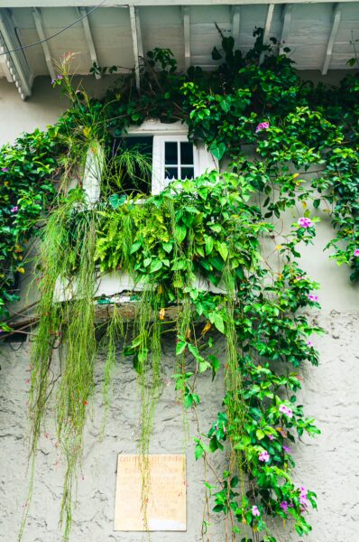Lush green vines and vibrant flowers cascade from a white-washed window in Honda, Tolima, Colombia, showcasing charming local architecture.