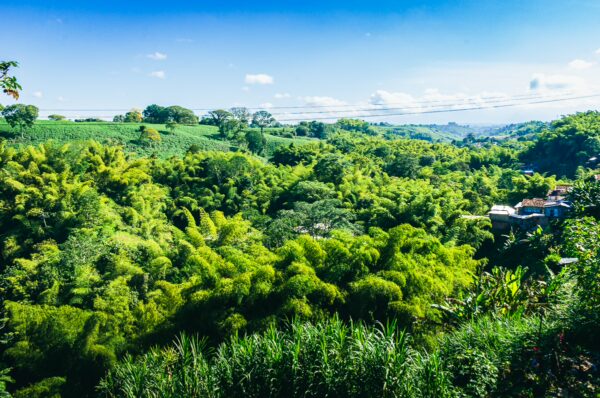 Lush green hills and dense bamboo forests dominate the landscape in Quindio, Colombia, showcasing vibrant natural beauty.