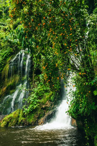 Lush greenery surrounds cascading waterfalls at Termales de Rosa in Risaralda, Colombia, creating a serene tropical atmosphere.