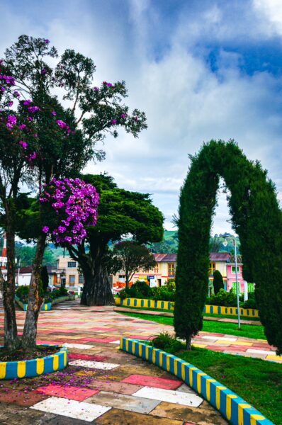 Vibrant purple flowers bloom on trees lining the colorful pathways of Parque Principal Murillo in Tolima, Colombia.