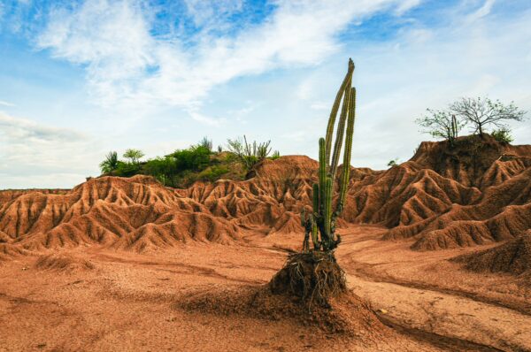 Cacti rise amidst the striking red and brown ridges of the Tatacoa Desert, creating a unique landscape in Huila, Colombia.
