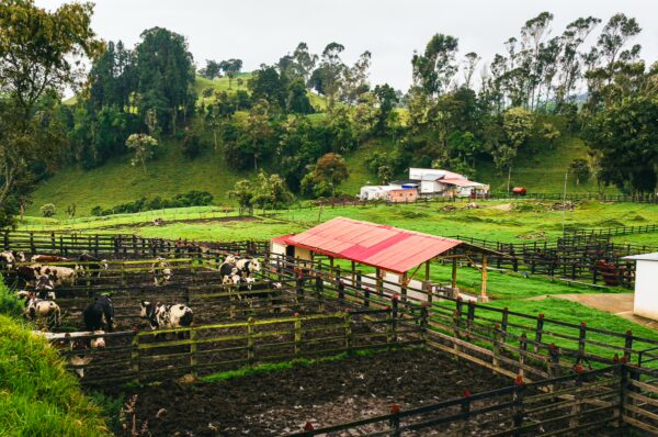 Cows graze in a lush green field with wooden fences and red-roofed barn in Murillo, Tolima, Colombia.