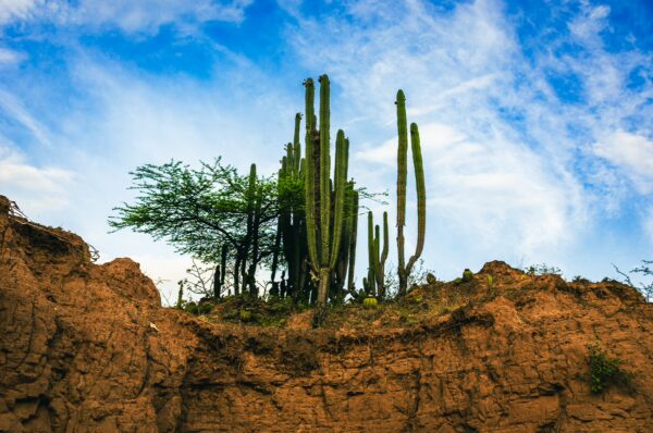 Cacti rise from rocky terrain under a vibrant sky, showcasing the unique landscape of the Tatacoa Desert in Huila, Colombia.