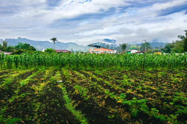 Lush green cornfields stretch across the landscape of Murillo, Tolima, Colombia, under a cloudy sky and distant mountains.