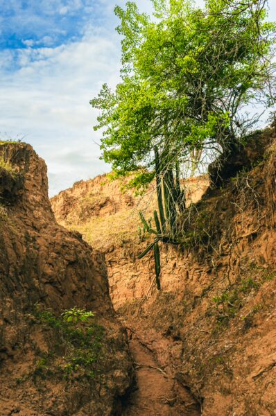 Labyrinthine canyons in Tatacoa Desert, vibrant green tree juxtaposed against arid, reddish-brown earth in Huila, Colombia.