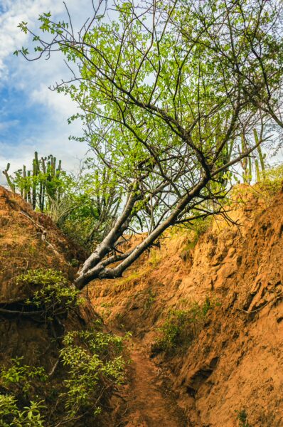 Labyrinthine pathways cut through the sandy terrain of Tatacoa Desert, Huila, Colombia, framed by lush green vegetation.