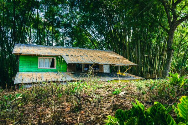 Vibrant green house surrounded by bamboo and lush vegetation in Quindío, Colombia, showcasing the region’s natural beauty.