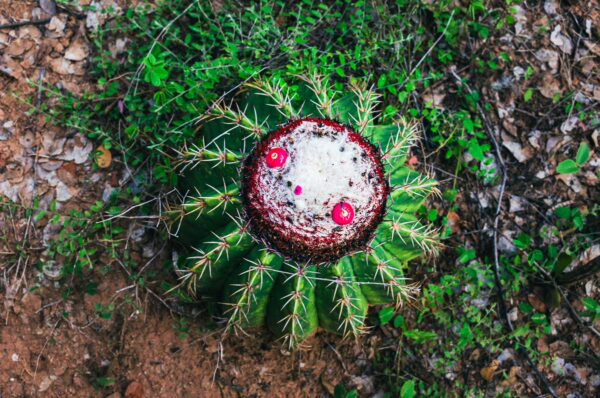 Vibrant red fruits atop a round cactus surrounded by green foliage in the Tatacoa Desert, Huila, Colombia.