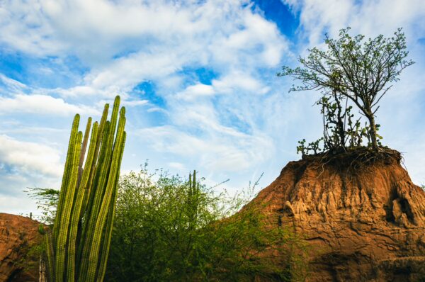 Lush green cacti rise against the dramatic landscape of Tatacoa Desert in Huila, Colombia, under a vibrant blue sky.