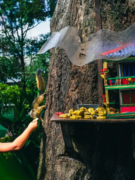 A person feeds a squirrel near a colorful birdhouse attached to a tree in lush Montenegro, Quindio, Colombia.