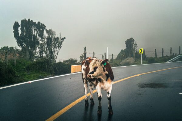 Brown and white cow crossing a winding road under cloudy skies near Nevado del Ruiz, Tolima, Colombia.