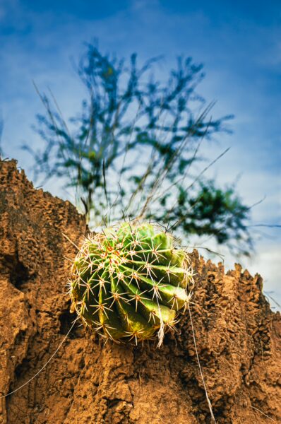 Vibrant cactus with spines against a backdrop of earthy terrain and a clear blue sky in Tatacoa Desert, Huila, Colombia.