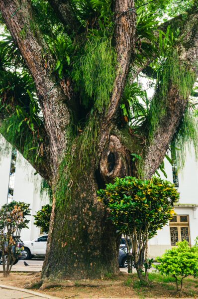 Lush greenery surrounds a massive tree in Plaza de Bolívar, highlighting the natural beauty of Ibagué, Tolima, Colombia.